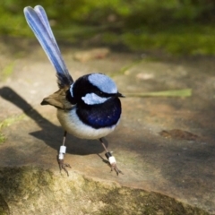 Malurus cyaneus (Superb Fairywren) at ANBG - 30 Aug 2014 by Alison Milton