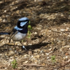 Malurus cyaneus at Acton, ACT - 30 Aug 2014