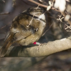 Sericornis frontalis (White-browed Scrubwren) at Canberra Central, ACT - 30 Aug 2014 by AlisonMilton