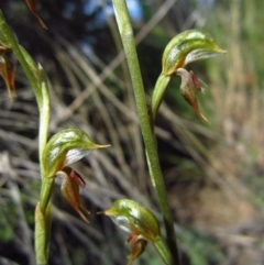 Oligochaetochilus aciculiformis (Needle-point rustyhood) at Aranda, ACT - 16 Oct 2013 by CathB