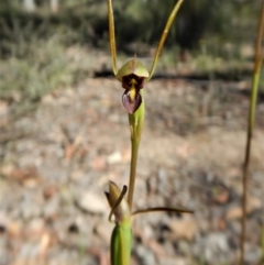 Orthoceras strictum (Horned Orchid) at Canberra Central, ACT - 2 Jan 2017 by CathB