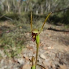 Orthoceras strictum at Canberra Central, ACT - 3 Jan 2017