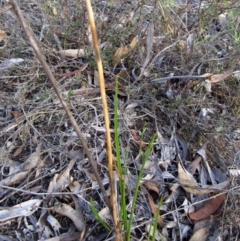 Orthoceras strictum (Horned Orchid) at Canberra Central, ACT - 2 May 2015 by CathB