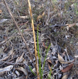 Orthoceras strictum at Canberra Central, ACT - 2 May 2015