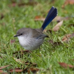 Malurus cyaneus (Superb Fairywren) at ANBG - 5 Jun 2015 by Alison Milton