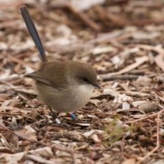 Malurus cyaneus at Acton, ACT - 5 Jun 2015