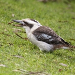 Dacelo novaeguineae (Laughing Kookaburra) at ANBG - 5 Jun 2015 by Alison Milton