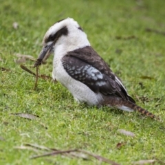 Dacelo novaeguineae at Canberra Central, ACT - 5 Jun 2015 10:52 AM