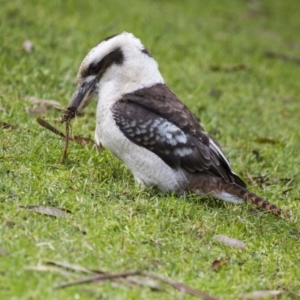 Dacelo novaeguineae at Canberra Central, ACT - 5 Jun 2015