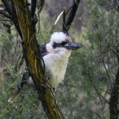 Dacelo novaeguineae at Canberra Central, ACT - 5 Jun 2015 10:52 AM