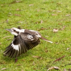 Dacelo novaeguineae at Canberra Central, ACT - 5 Jun 2015 10:52 AM