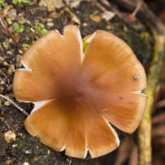 zz agaric (stem; gills white/cream) at Acton, ACT - 5 Jun 2015 by Alison Milton