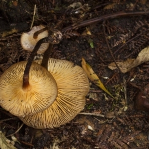 zz agaric (stem; gills white/cream) at Acton, ACT - 5 Jun 2015