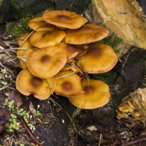 zz agaric (stem; gills white/cream) at Acton, ACT - 5 Jun 2015