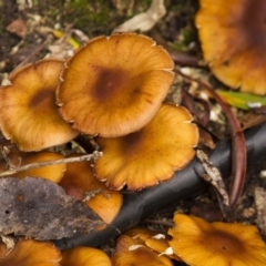 Armillaria sp. (A honey fungus) at ANBG - 5 Jun 2015 by Alison Milton