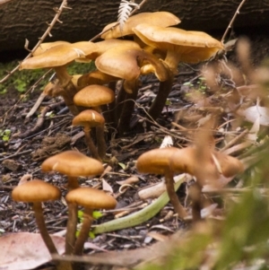 Armillaria sp. at Acton, ACT - 5 Jun 2015 10:55 AM