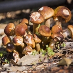 Armillaria luteobubalina (Australian Honey Fungus) at ANBG - 5 Jun 2015 by Alison Milton