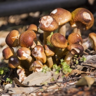 Armillaria luteobubalina (Australian Honey Fungus) at ANBG - 5 Jun 2015 by Alison Milton