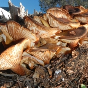 Armillaria sp. at Acton, ACT - 26 Jun 2015