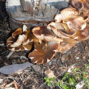 Armillaria sp. at Acton, ACT - 26 Jun 2015