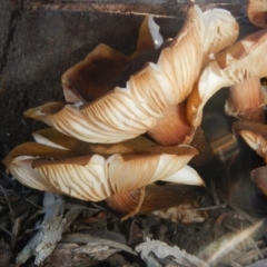 Armillaria sp. at Acton, ACT - 26 Jun 2015