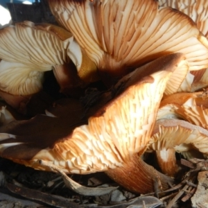 Armillaria sp. at Acton, ACT - 26 Jun 2015