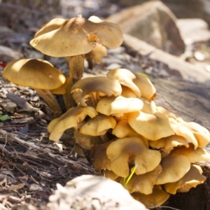 Armillaria luteobubalina at Acton, ACT - 26 Jun 2015 12:42 PM