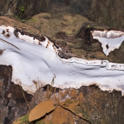 Ganoderma at ANBG - 26 Jun 2015 by Alison Milton