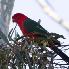 Alisterus scapularis (Australian King-Parrot) at ANBG - 26 Jun 2015 by Alison Milton