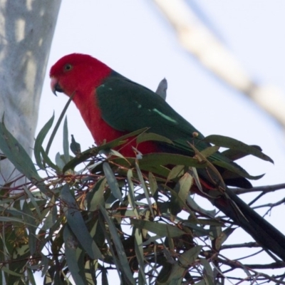 Alisterus scapularis (Australian King-Parrot) at ANBG - 26 Jun 2015 by Alison Milton