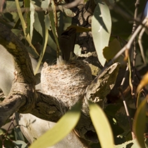 Rhipidura leucophrys at Hawker, ACT - 25 Sep 2015 08:49 AM