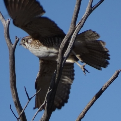 Falco berigora (Brown Falcon) at Tennent, ACT - 16 Jul 2017 by roymcd