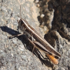 Macrotona australis (Common Macrotona Grasshopper) at Paddys River, ACT - 7 Mar 2017 by MichaelBedingfield