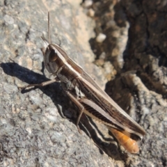 Macrotona australis (Common Macrotona Grasshopper) at Point Hut to Tharwa - 7 Mar 2017 by michaelb