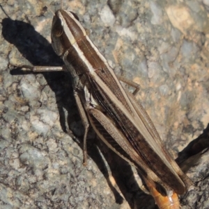 Macrotona australis at Paddys River, ACT - 7 Mar 2017