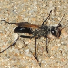 Sphex sp. (genus) (Unidentified Sphex digger wasp) at Point Hut to Tharwa - 7 Mar 2017 by michaelb