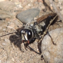 Sphex sp. (genus) at Paddys River, ACT - 7 Mar 2017