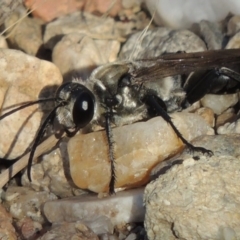 Sphex sp. (genus) at Paddys River, ACT - 7 Mar 2017