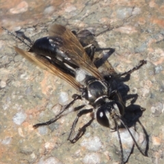 Sphex sp. (genus) (Unidentified Sphex digger wasp) at Paddys River, ACT - 7 Mar 2017 by MichaelBedingfield