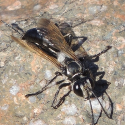 Sphex sp. (genus) (Unidentified Sphex digger wasp) at Paddys River, ACT - 7 Mar 2017 by MichaelBedingfield