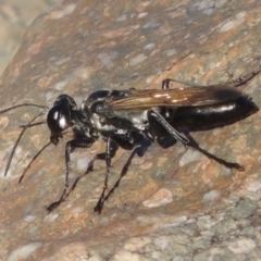 Sphex sp. (genus) at Paddys River, ACT - 7 Mar 2017