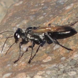 Sphex sp. (genus) at Paddys River, ACT - 7 Mar 2017 06:14 PM