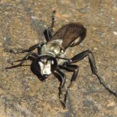 Sphex sp. (genus) at Paddys River, ACT - 7 Mar 2017