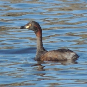 Tachybaptus novaehollandiae at Paddys River, ACT - 7 Mar 2017