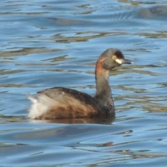 Tachybaptus novaehollandiae at Paddys River, ACT - 7 Mar 2017