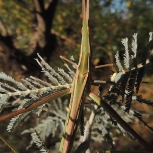 Acrida conica at Tuggeranong DC, ACT - 7 Mar 2017