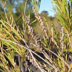 Callistemon sieberi at Paddys River, ACT - 7 Mar 2017 06:20 PM