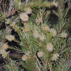 Callistemon sieberi (River Bottlebrush) at Point Hut to Tharwa - 7 Mar 2017 by michaelb