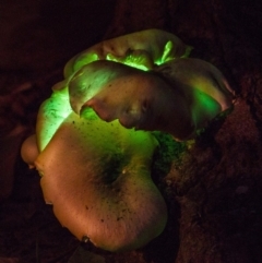 Omphalotus nidiformis (Ghost Fungus) at Undefined - 13 May 2017 by AlisonMilton