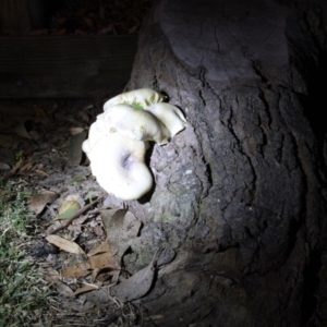 Omphalotus nidiformis at undefined - 13 May 2017 07:18 PM